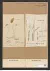 Schizonema tenne Ag. (de-Toni-Nr.: Genus 20, Species 1205) Zeichnungen Sammlung Grunow Nr. 2311 (NHMW-BOT-W0369434)